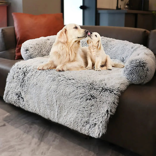 Couch, car and floor bed